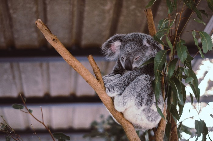 Sleeping Koala Clinging to Tree Branch