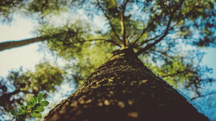 Looking up at a large tree trunk with green leaves and blue sky