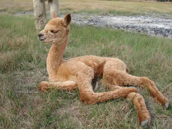 Baby alpaca lying on grass