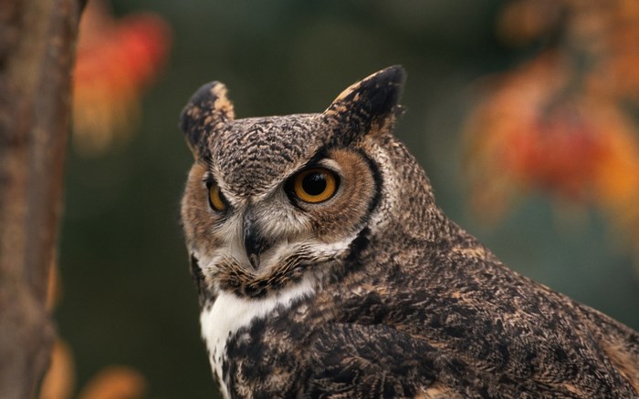Great Horned Owl perched on a branch