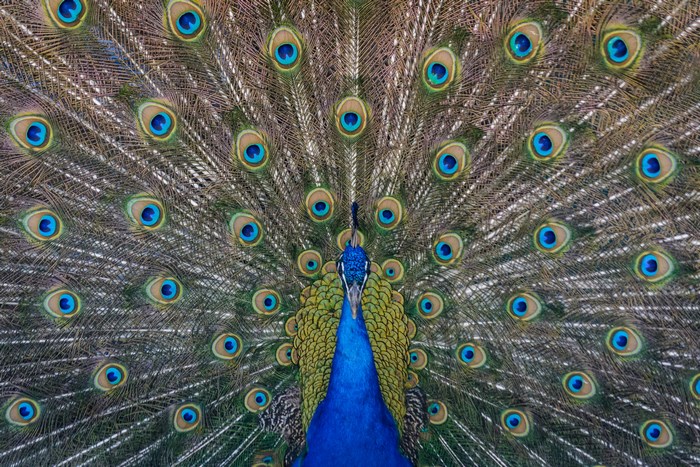 Vibrant Peacock Displaying Colorful Feathers