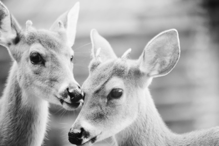 Two deer faces in black and white