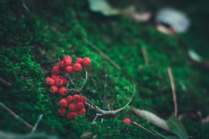 Red berries on a mossy branch in nature