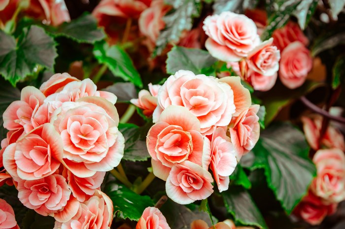 Pink begonia flowers with green leaves