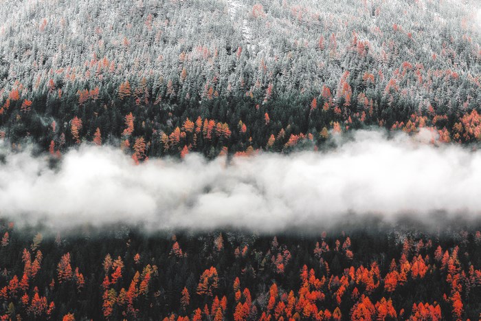 Forest with snow, fog, and autumn colors