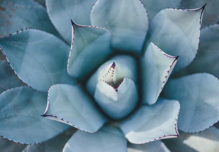 Close-up of a blue succulent plant