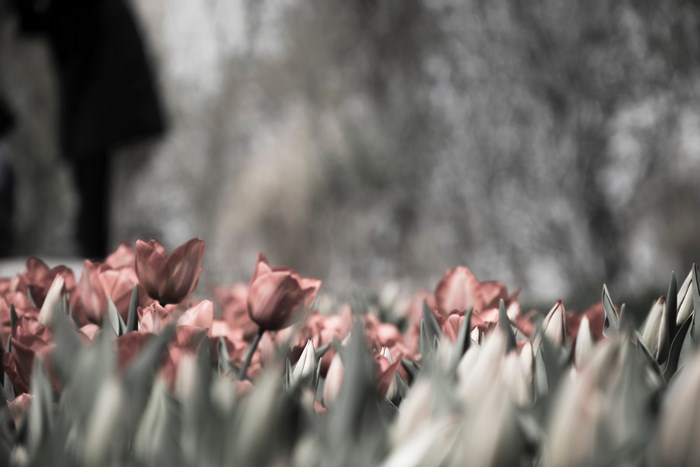 Red Tulips in a Garden with Blurred Figures