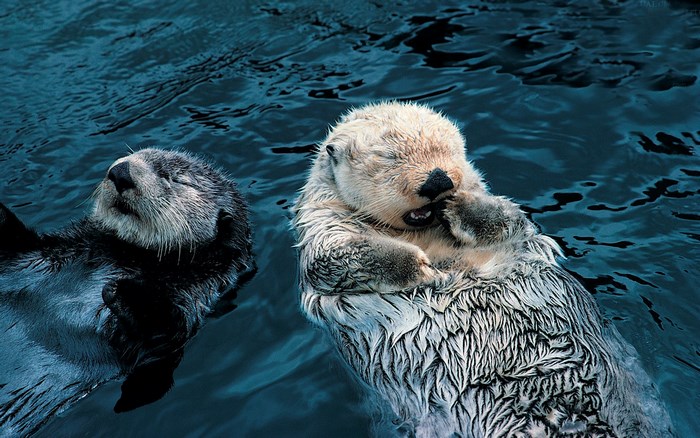 Relaxing Otters Floating on Water