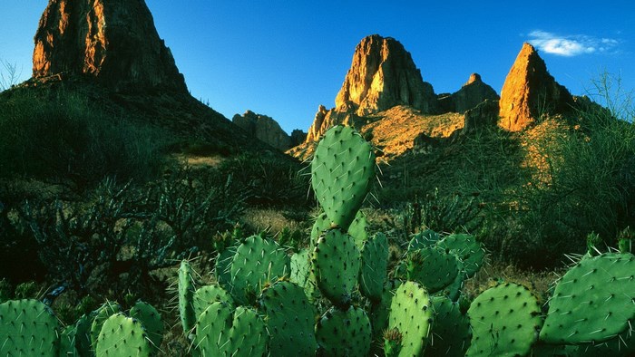 Desert landscape with cacti and mountains