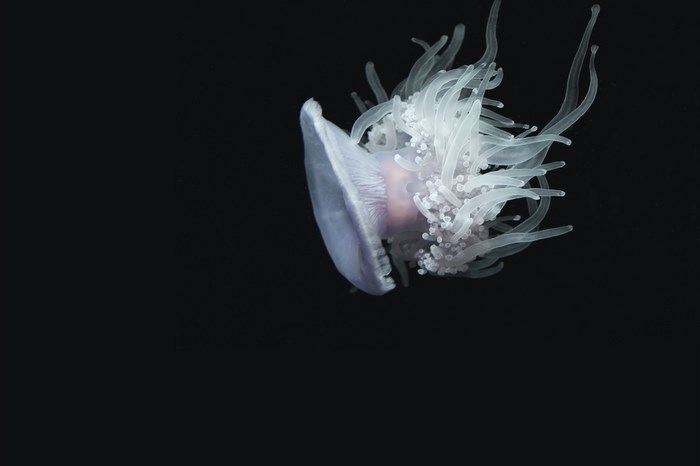 White jellyfish with tentacles in dark water