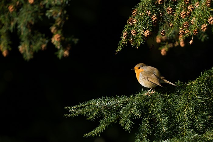 Robin perched on a pine branch with cones