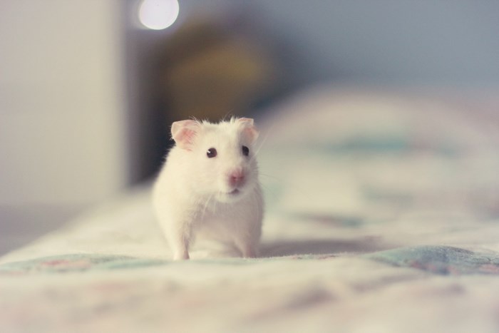 A white hamster on a patterned surface