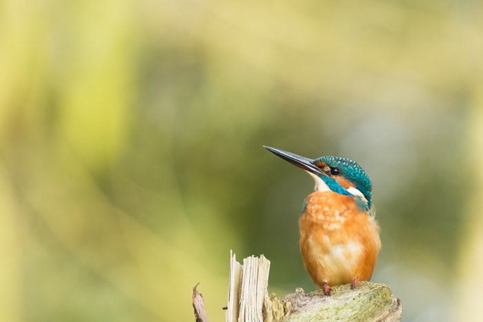 Kingfisher perched on a wooden branch