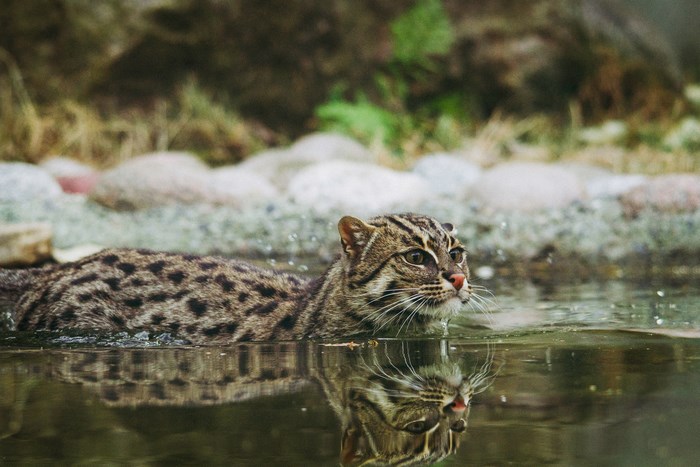 Wild Fishing Cat Swimming with Water Reflection