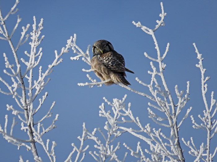 Northern Hawk Owl perched on a frosted branch