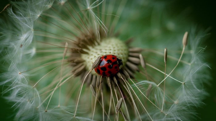 Ladybug on a dandelion seed head