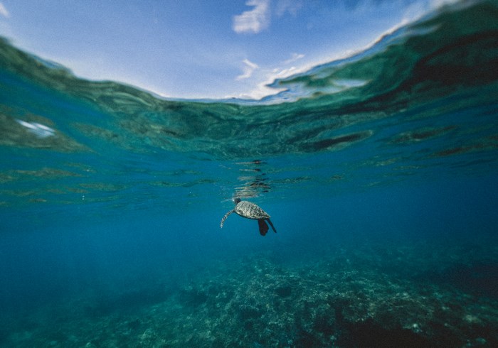 Sea turtle swims in the ocean near Hawaii