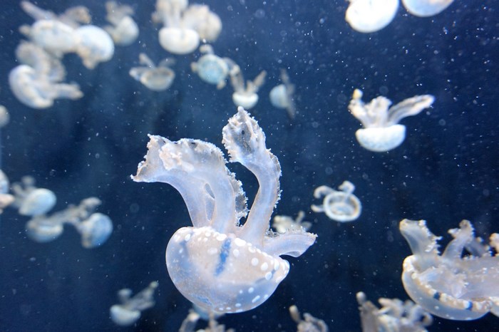 A group of small jellyfish swim in dark blue water