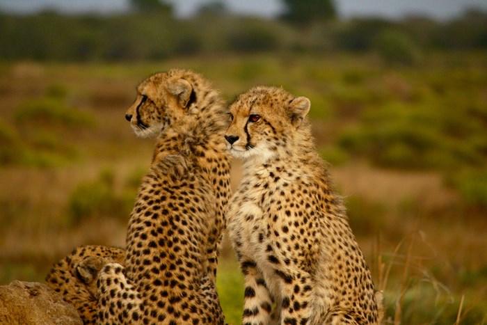 Two Young Cheetahs Sitting in a Field in South Africa