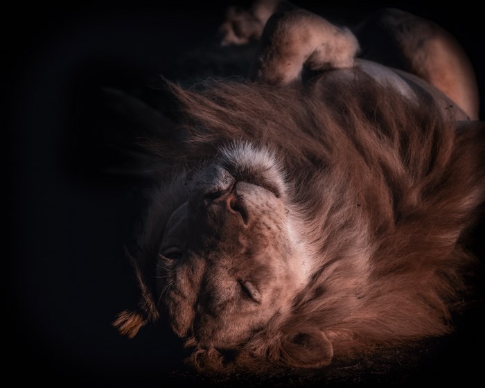 Sleeping Lion Resting Belly Up in South Luangwa