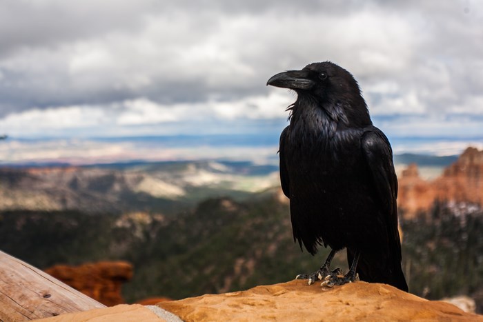 Raven perched on a rock overlooking a canyon
