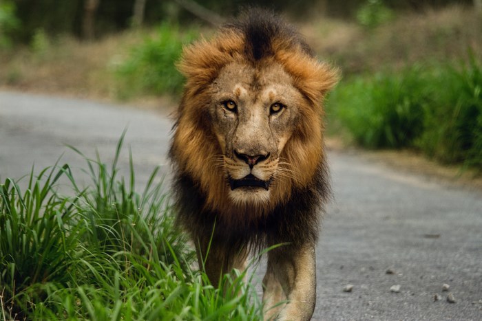 Majestic Lion Walking on a Nature Path