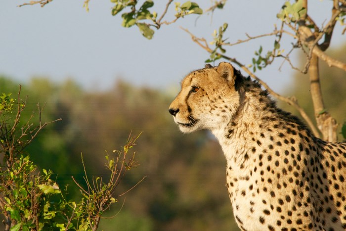 Cheetah in the African Savannah