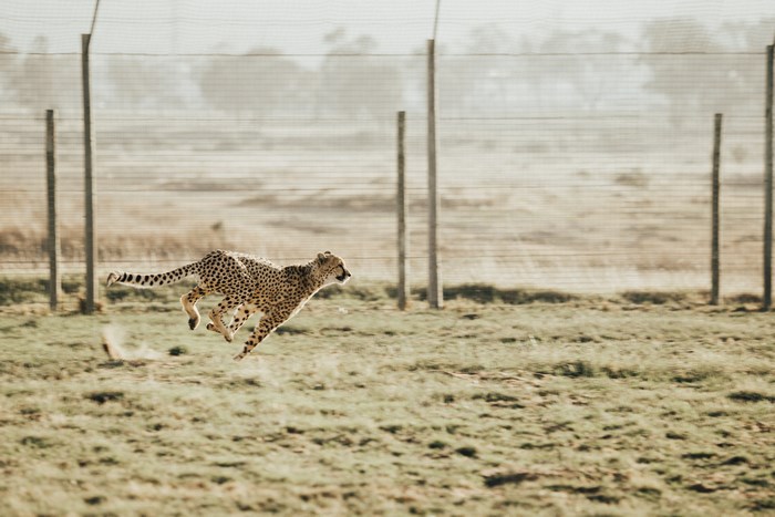 Cheetah sprinting in an outdoor enclosure in South Africa