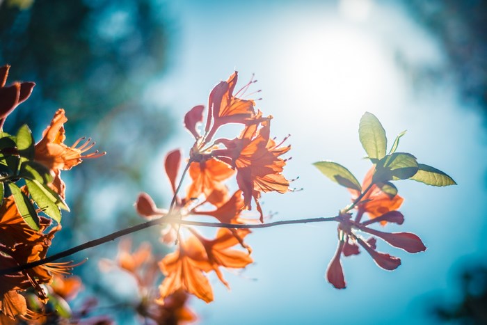 Sunlit Orange Rhododendron Branch with Leaves