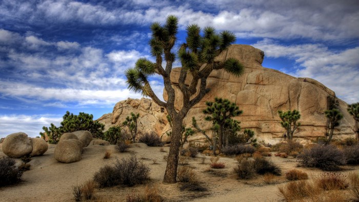 Joshua Tree National Park landscape