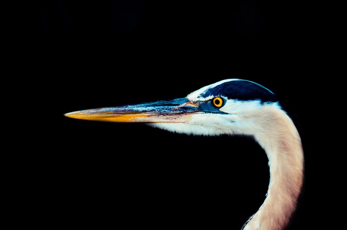 Close-up of a Great Blue Heron's head and neck