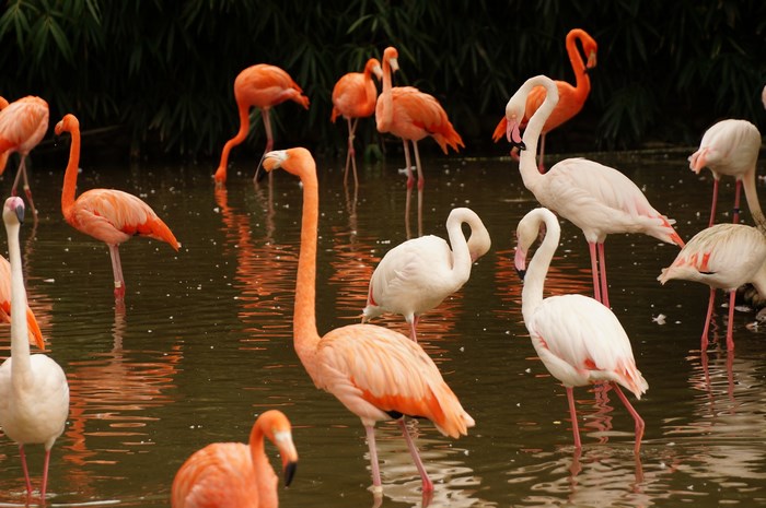Flamingos wading in a pond