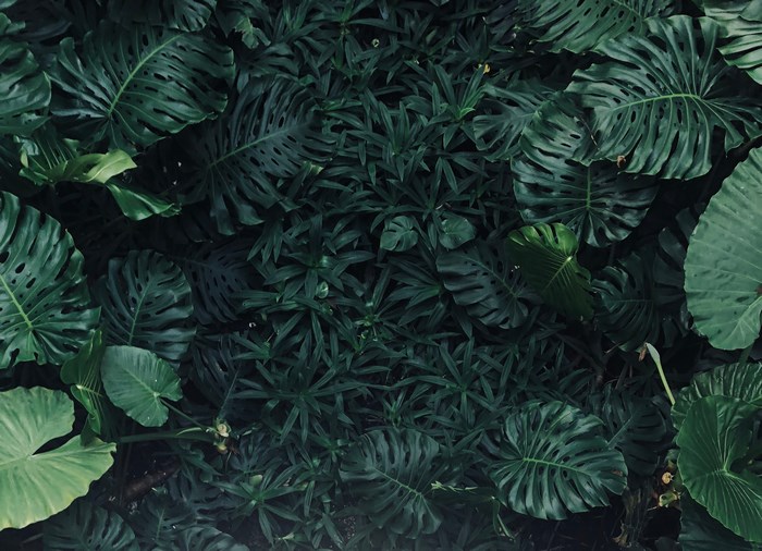A dense canopy of dark green tropical leaves.
