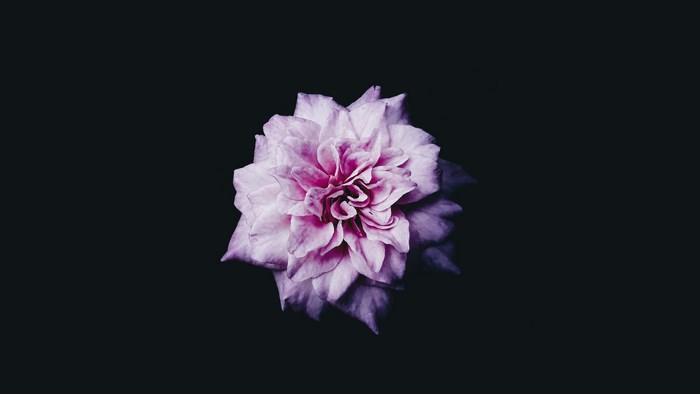 Pink flower with a dark background