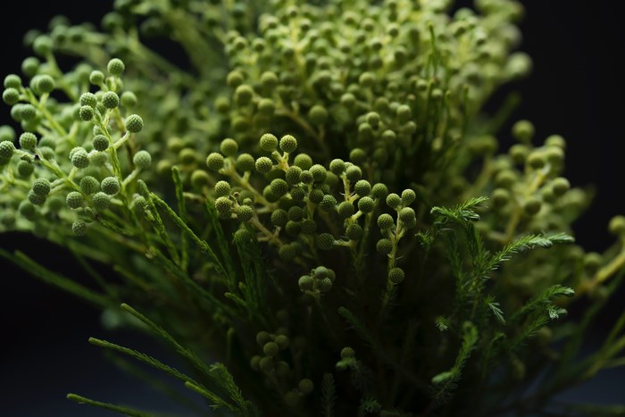 Green plant with small round buds and needle-like leaves