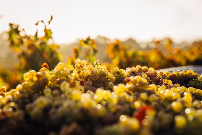 Close-up of ripe white grapes in a vineyard at sunset