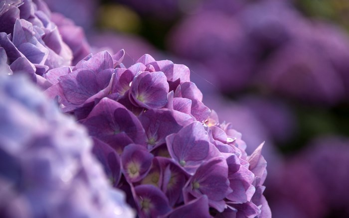 Close-up of purple hydrangeas
