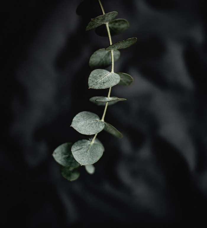 Eucalyptus branch with leaves on dark background