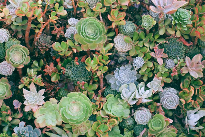 A dense collection of various succulents in different shades of green and purple.
