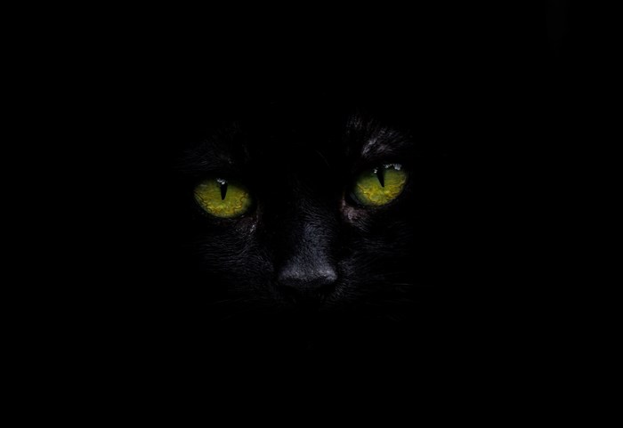 Black cat with bright green eyes in darkness