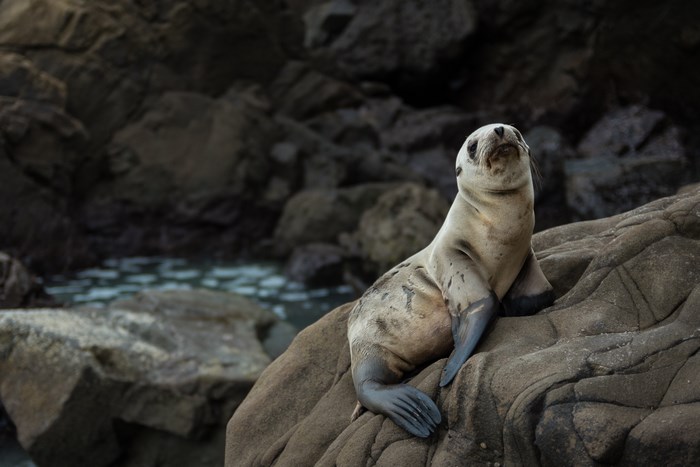 Sea lion resting on a rocky coast
