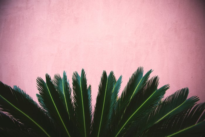 Green palm leaves against a pink wall