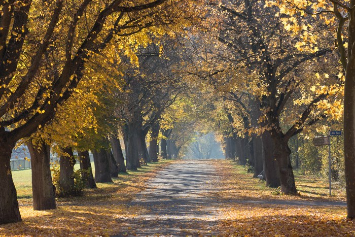 Autumn tree-lined path with fallen leaves
