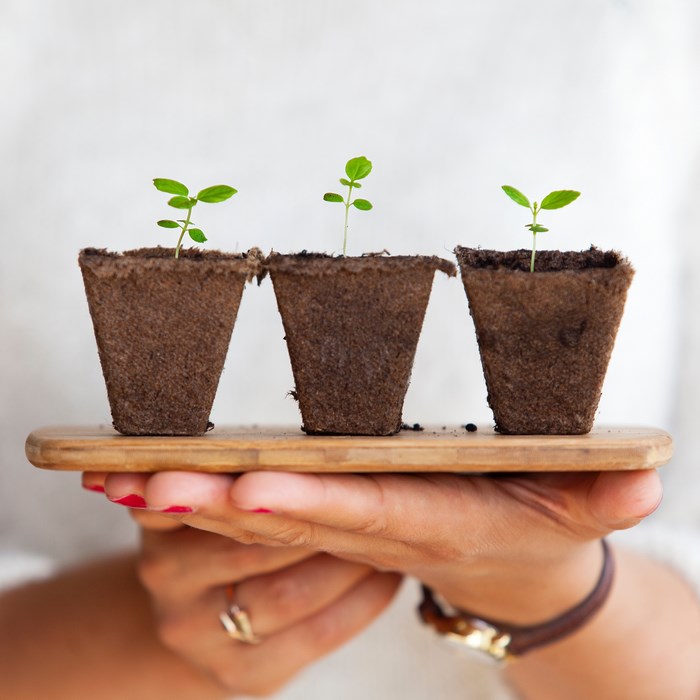 Three small plants in pots held by hands