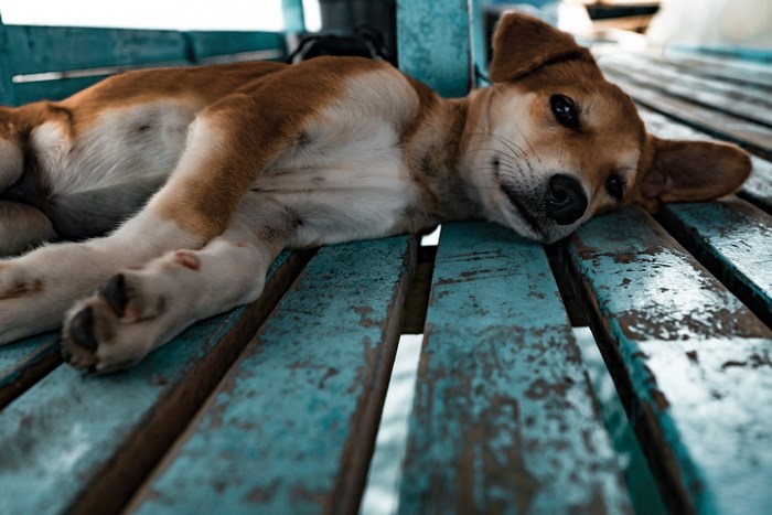 Dog resting on a blue wooden bench