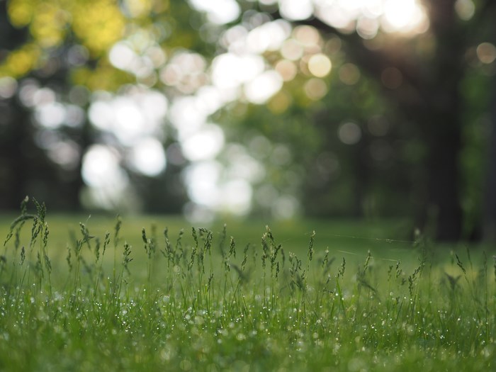 Green grass with dew drops and bokeh background