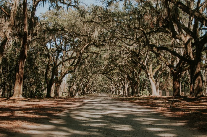 Wormsloe Historic Site Avenue of Oaks