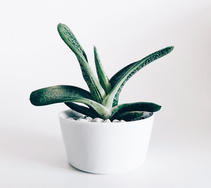 Green Succulent Plant in White Pot with Stones