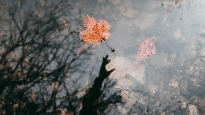 Shadow of a hand reaching for a leaf in water