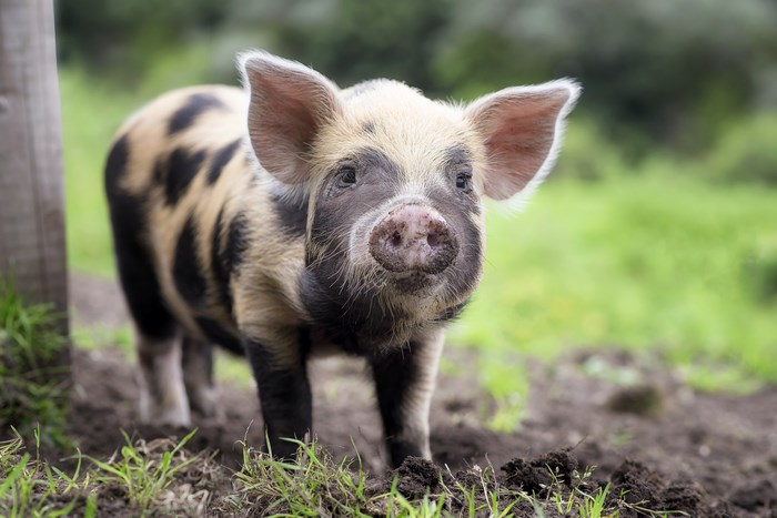 A spotted piglet stands in a muddy field